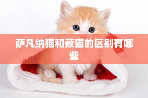 薩凡納貓和藪貓的區別有哪些