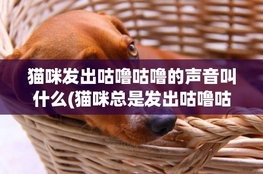 貓咪發出咕嚕咕嚕的聲音叫什么(貓咪總是發出咕嚕咕嚕的聲音是什么意思) 