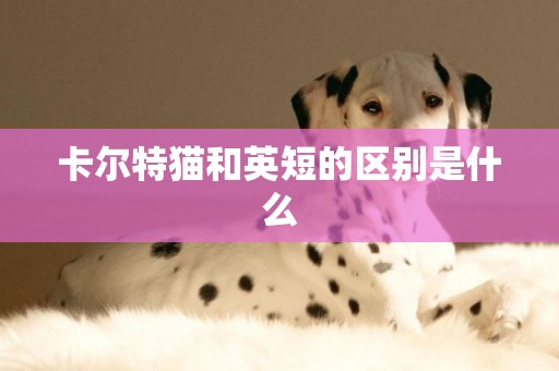 卡爾特貓和英短的區別是什么