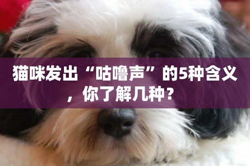 貓咪發出“咕嚕聲”的5種含義，你了解幾種？ 