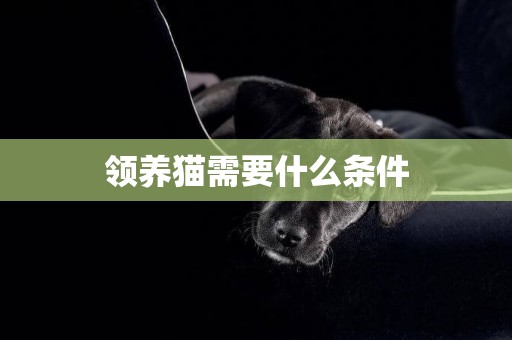 領養貓需要什么條件