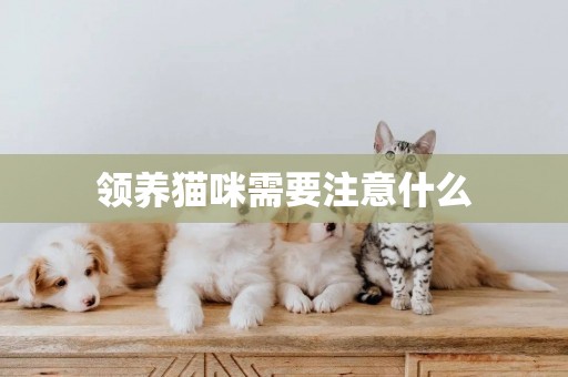 領養貓咪需要注意什么