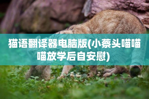 貓語翻譯器電腦版(小蔡頭喵喵喵放學后自安慰) 