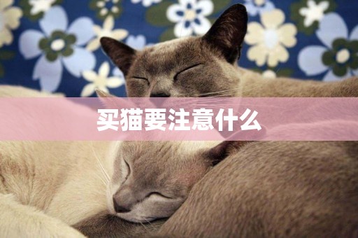 買貓要注意什么