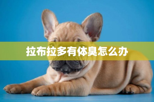 拉布拉多有體臭怎么辦