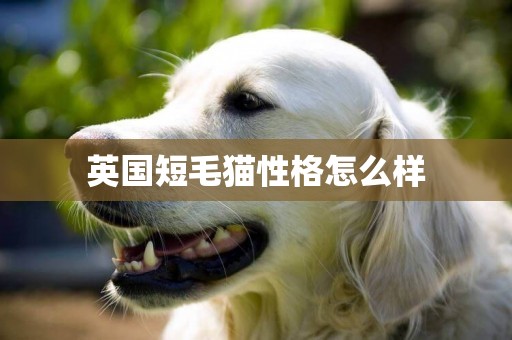 英國短毛貓性格怎么樣