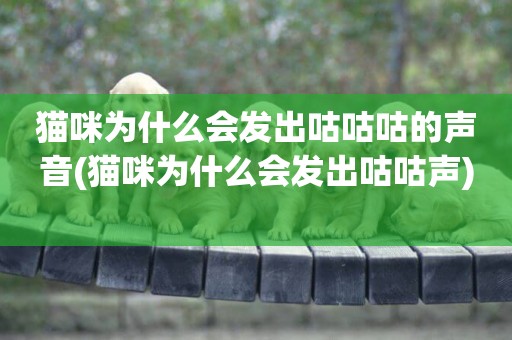 貓咪為什么會發出咕咕咕的聲音(貓咪為什么會發出咕咕聲) 