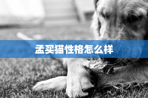 孟買貓性格怎么樣