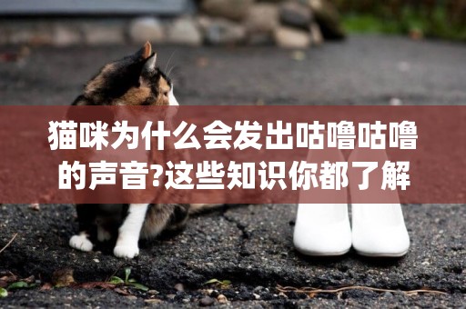 貓咪為什么會發出咕嚕咕嚕的聲音?這些知識你都了解嗎?(貓咪都會發出咕嚕咕嚕的聲音嗎) 