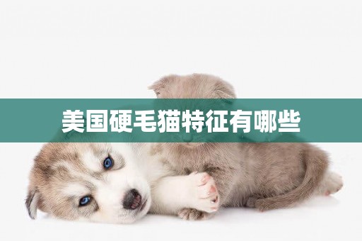 美國硬毛貓特征有哪些