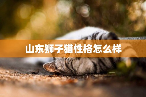 山東獅子貓性格怎么樣