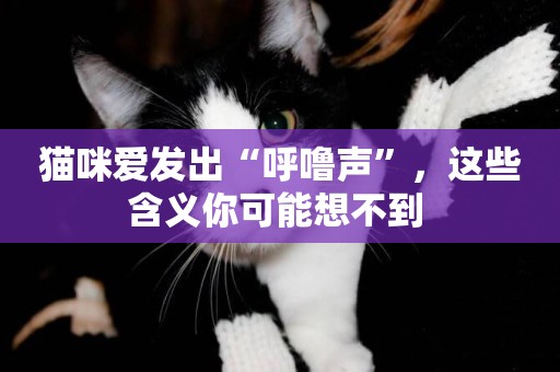 貓咪愛發出“呼嚕聲”，這些含義你可能想不到 