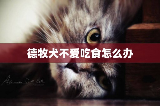 德牧犬不愛吃食怎么辦