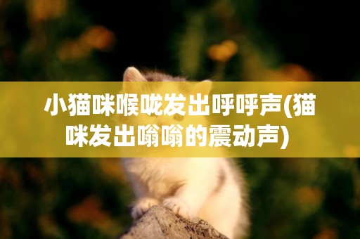 小貓咪喉嚨發出呼呼聲(貓咪發出嗡嗡的震動聲) 