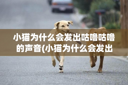 小貓為什么會發出咕嚕咕嚕的聲音(小貓為什么會發出咕嚕咕嚕聲) 