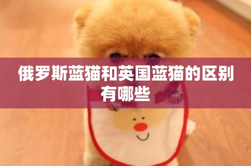俄羅斯藍貓和英國藍貓的區別有哪些