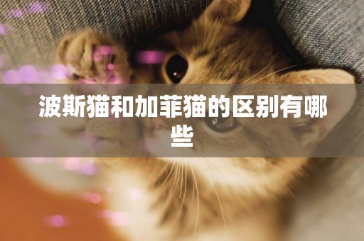 波斯貓和加菲貓的區別有哪些
