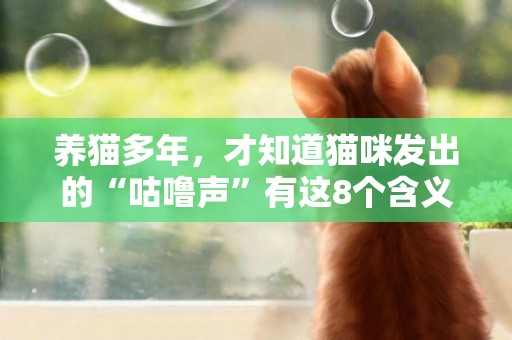 養貓多年，才知道貓咪發出的“咕嚕聲”有這8個含義，你知道嗎？ 
