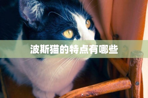 波斯貓的特點有哪些