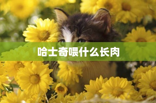 哈士奇喂什么長肉