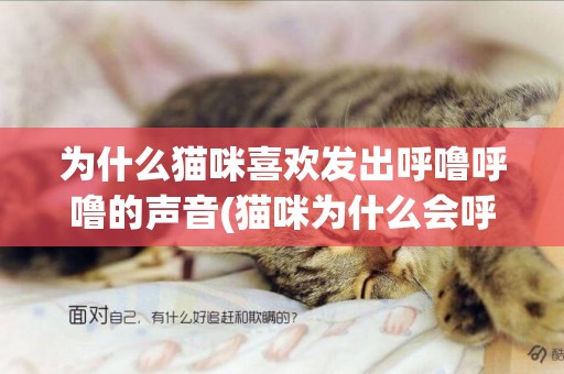 為什么貓咪喜歡發出呼嚕呼嚕的聲音(貓咪為什么會呼嚕呼嚕的發出聲音) 