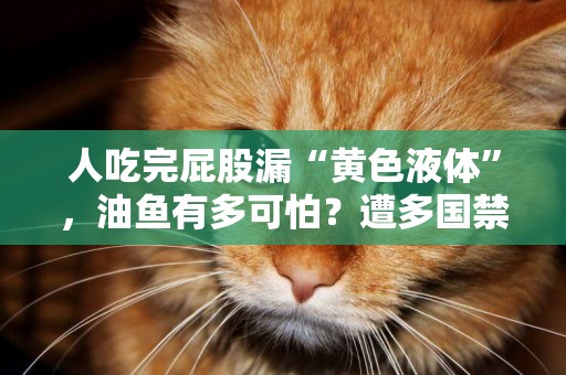 人吃完屁股漏“黃色液體”，油魚有多可怕？遭多國禁止仍有人去吃 