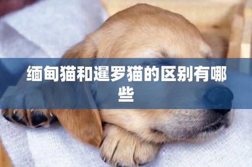 緬甸貓和暹羅貓的區別有哪些