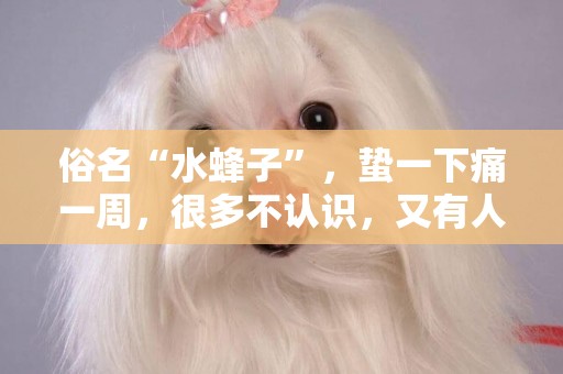 俗名“水蜂子”，蟄一下痛一周，很多不認識，又有人愿花高價購買 