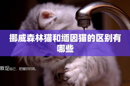 挪威森林貓和緬因貓的區別有哪些