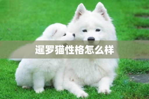 暹羅貓性格怎么樣
