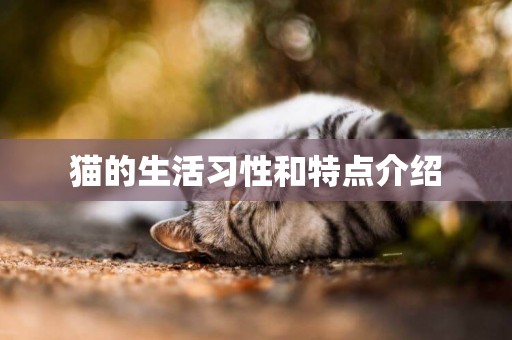 貓的生活習性和特點介紹
