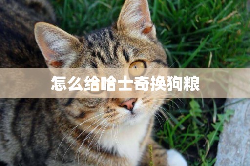 怎么給哈士奇換狗糧