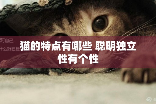 貓的特點有哪些 聰明獨立性有個性