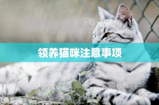 領養貓咪注意事項