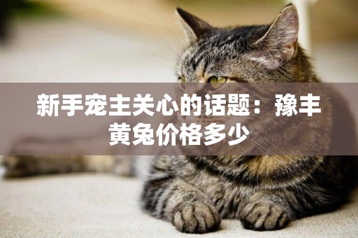 新手寵主關心的話題：豫豐黃兔價格多少