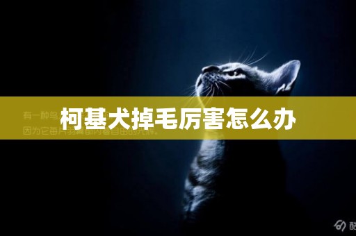 柯基犬掉毛厲害怎么辦