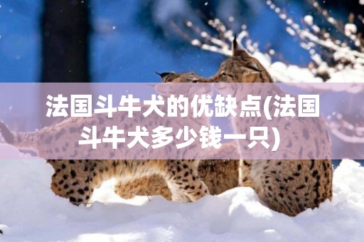 法國斗牛犬的優缺點(法國斗牛犬多少錢一只) 