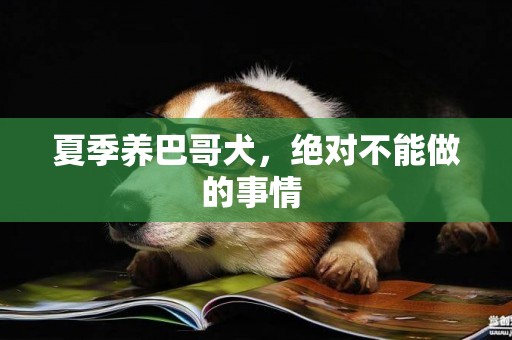 夏季養巴哥犬，絕對不能做的事情 