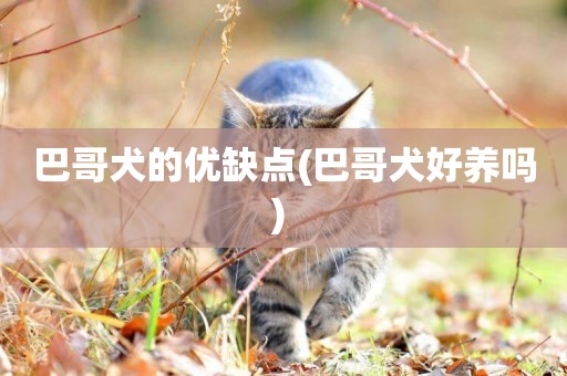 巴哥犬的優缺點(巴哥犬好養嗎) 