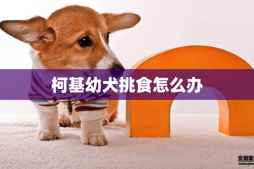 柯基幼犬挑食怎么辦