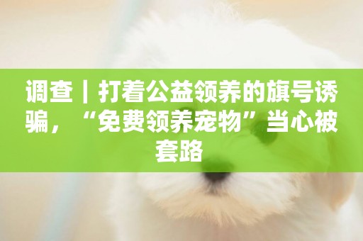 調查｜打著公益領養的旗號誘騙，“免費領養寵物”當心被套路 
