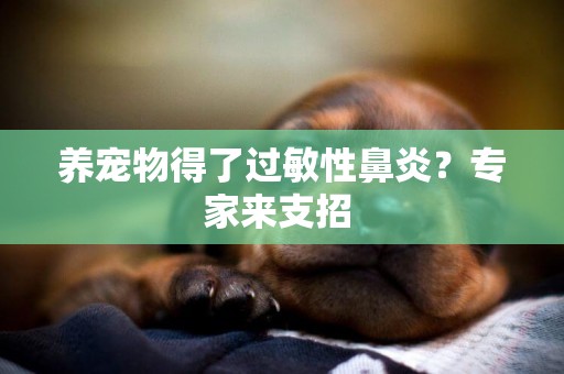 養寵物得了過敏性鼻炎？專家來支招 