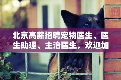 北京高薪招聘寵物醫生、醫生助理、主治醫生，歡迎加入 