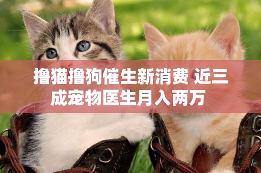 擼貓擼狗催生新消費 近三成寵物醫生月入兩萬 