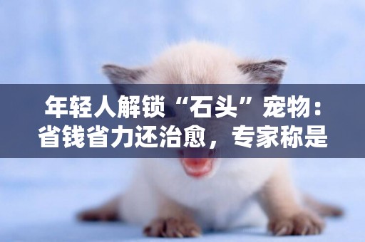 年輕人解鎖“石頭”寵物：省錢省力還治愈，專家稱是情感寄托 