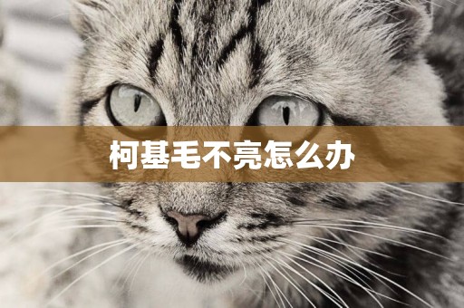 柯基毛不亮怎么辦