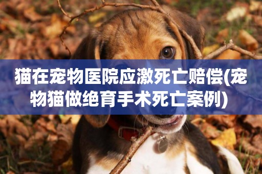 貓在寵物醫院應激死亡賠償(寵物貓做絕育手術死亡案例) 