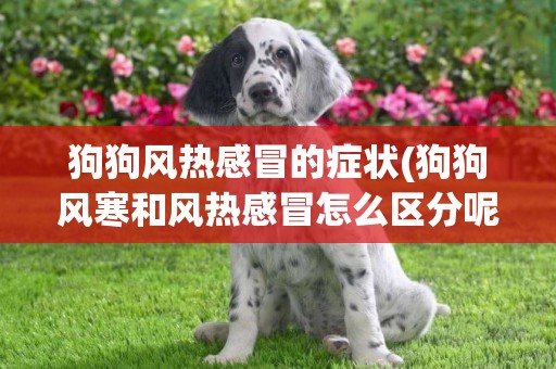 狗狗風熱感冒的癥狀(狗狗風寒和風熱感冒怎么區分呢) 