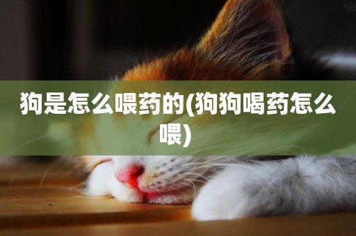 狗是怎么喂藥的(狗狗喝藥怎么喂) 