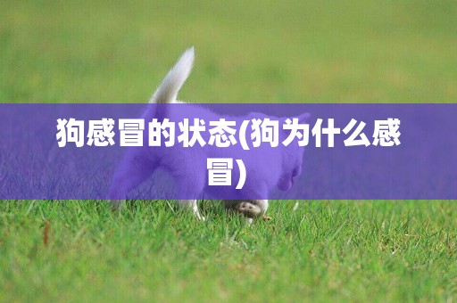 狗感冒的狀態(狗為什么感冒) 